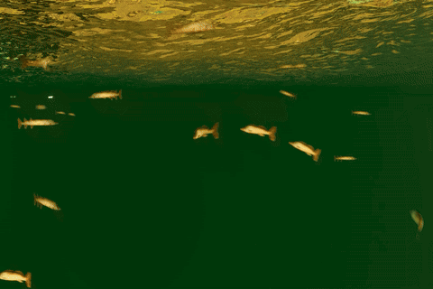 千里江山圖片段3